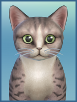 ansehen Amerikanische Drahthaarkatze Paco Kaetzchen